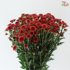 Calimero Mini Chrysanthemum - Dark Red (Per Bunch)
