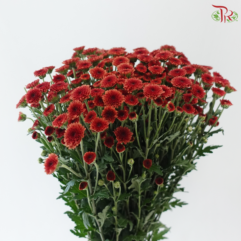 Calimero Mini Chrysanthemum - Dark Red (Per Bunch)