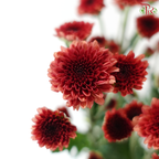 Calimero Mini Chrysanthemum - Dark Red (Per Bunch)