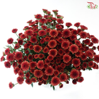 Calimero Mini Chrysanthemum - Dark Red (Per Bunch)