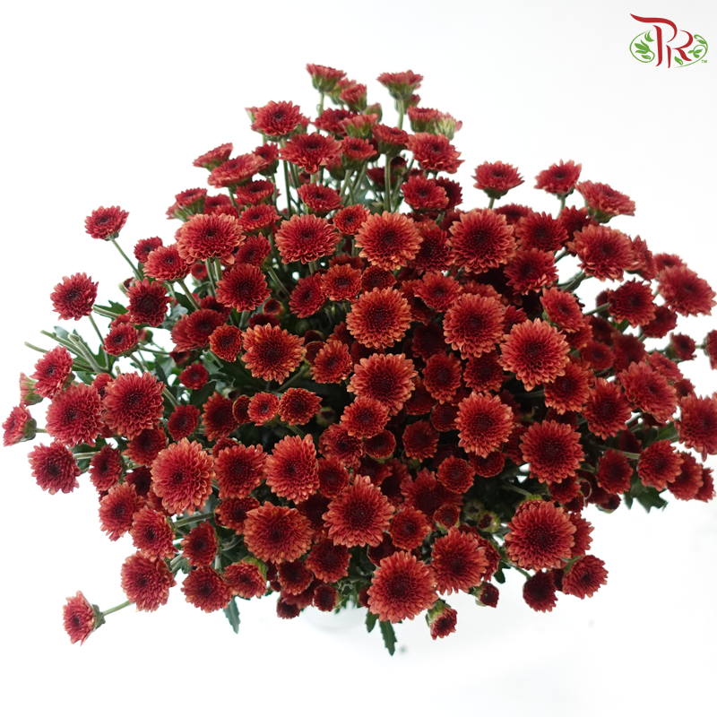 Calimero Mini Chrysanthemum - Dark Red (Per Bunch)