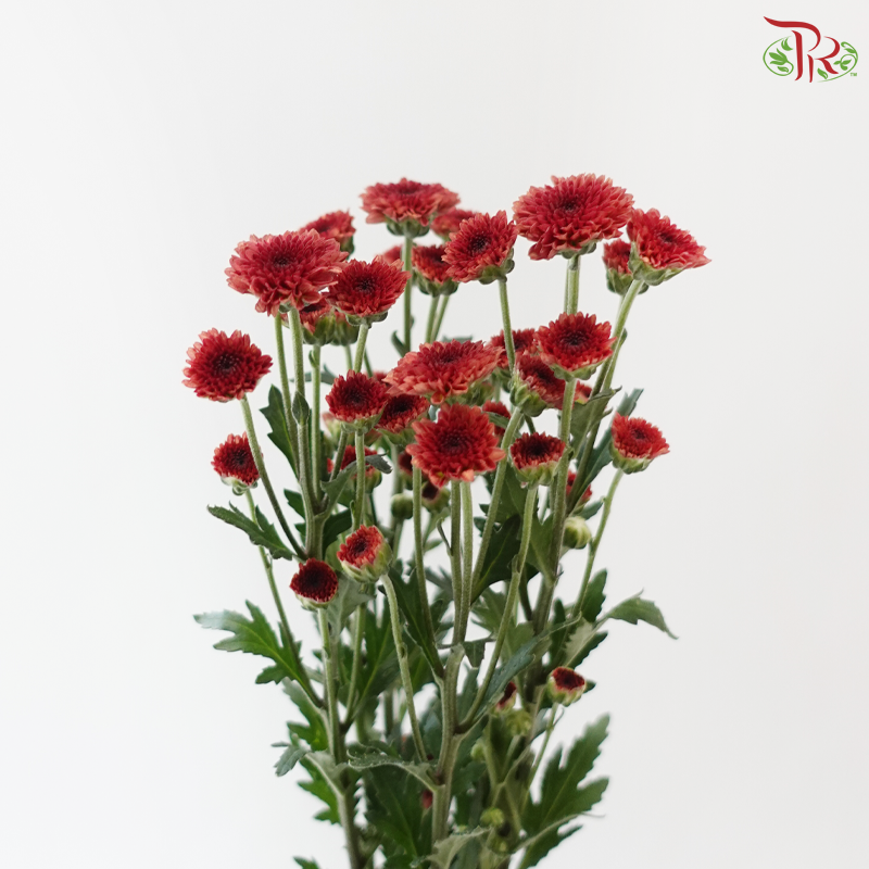 Calimero Mini Chrysanthemum - Dark Red (Per Bunch)