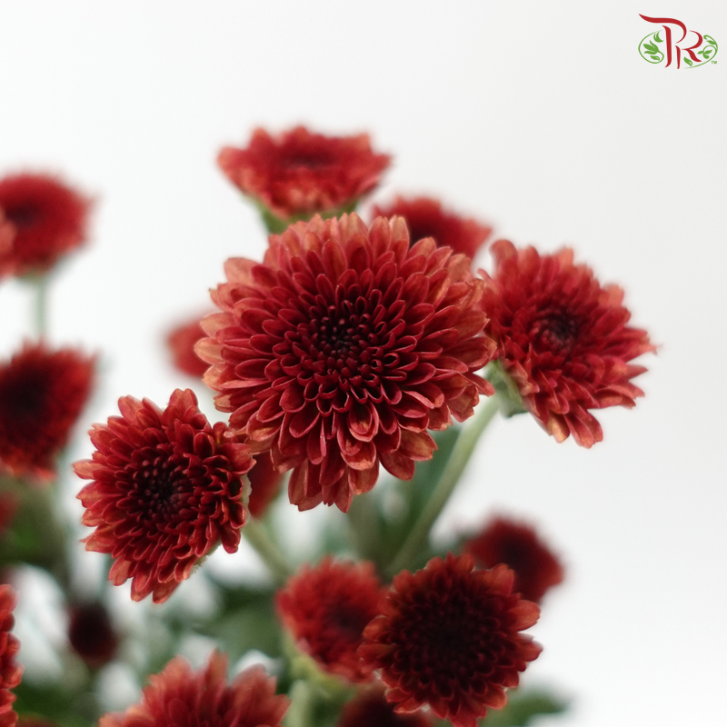 Calimero Mini Chrysanthemum - Dark Red (Per Bunch)