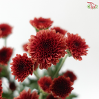 Calimero Mini Chrysanthemum - Dark Red (Per Bunch)