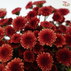 Calimero Mini Chrysanthemum - Dark Red (Per Bunch)