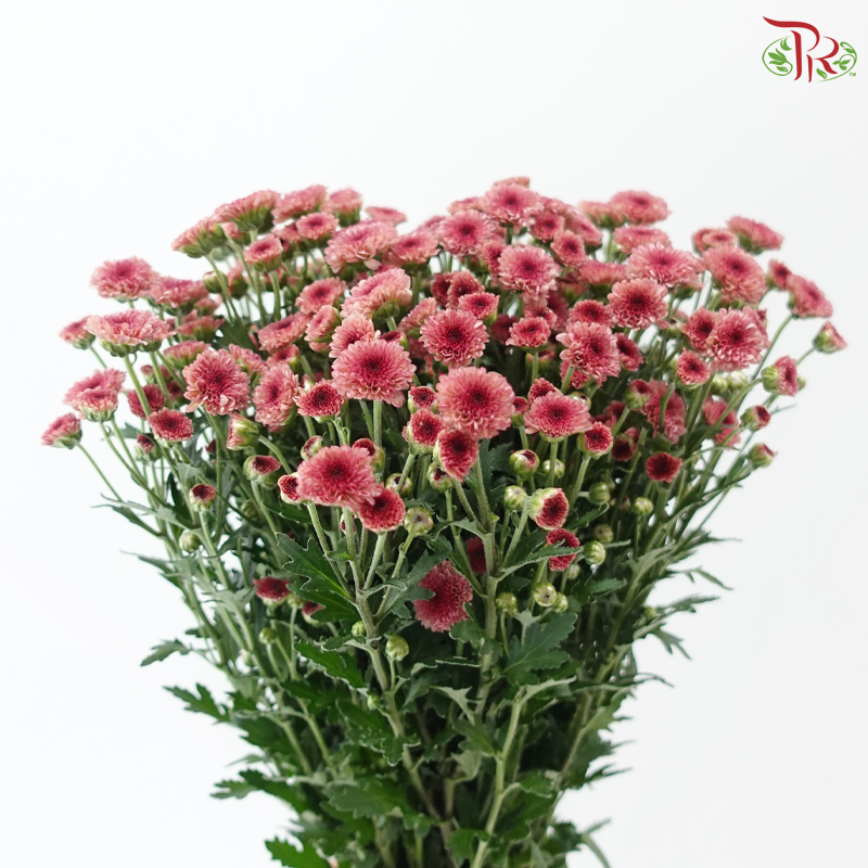 Calimero Mini Chrysanthemum - Salmon Pink (Per Bunch)
