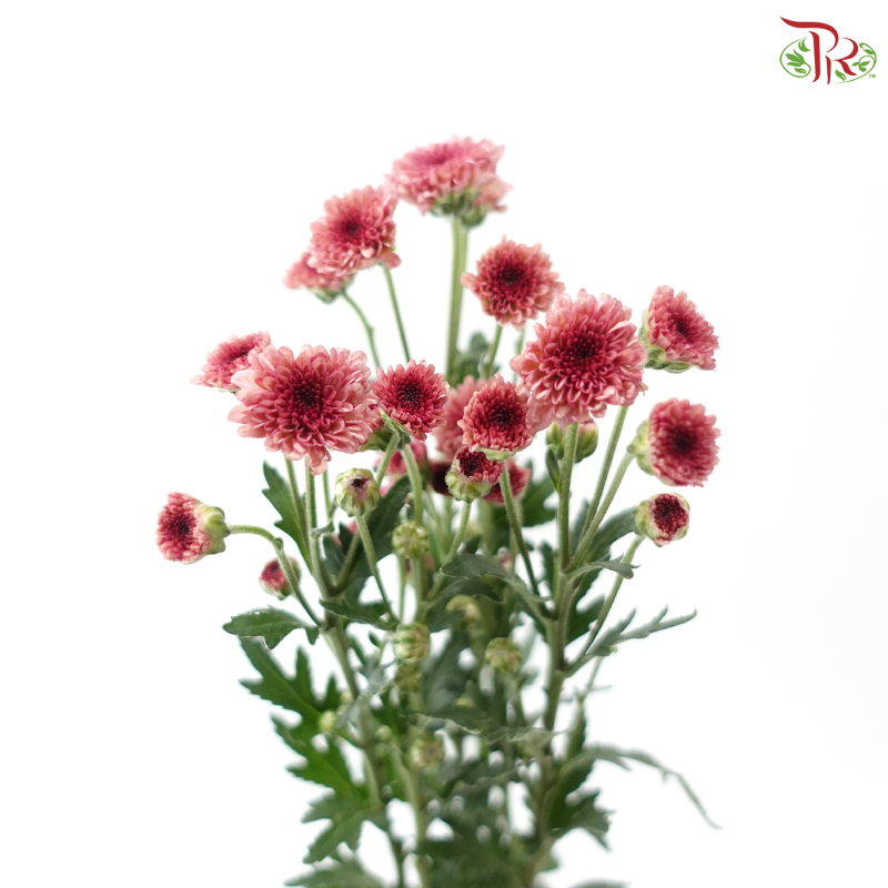 Calimero Mini Chrysanthemum - Salmon Pink (Per Bunch)