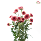 Calimero Mini Chrysanthemum - Salmon Pink (Per Bunch)