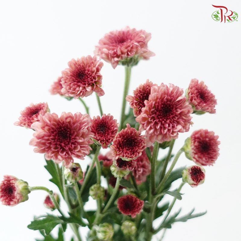 Calimero Mini Chrysanthemum - Salmon Pink (Per Bunch)