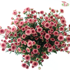 Calimero Mini Chrysanthemum - Salmon Pink (Per Bunch)