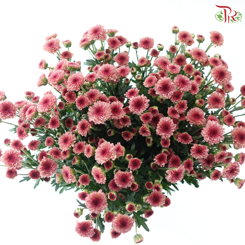 Calimero Mini Chrysanthemum - Salmon Pink (Per Bunch)