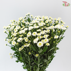 Calimero Mini Chrysanthemum - White (Per Bunch)