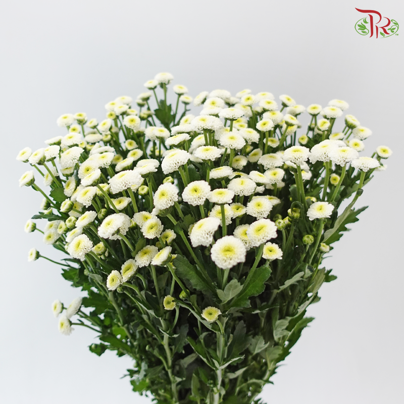 Calimero Mini Chrysanthemum - White (Per Bunch)