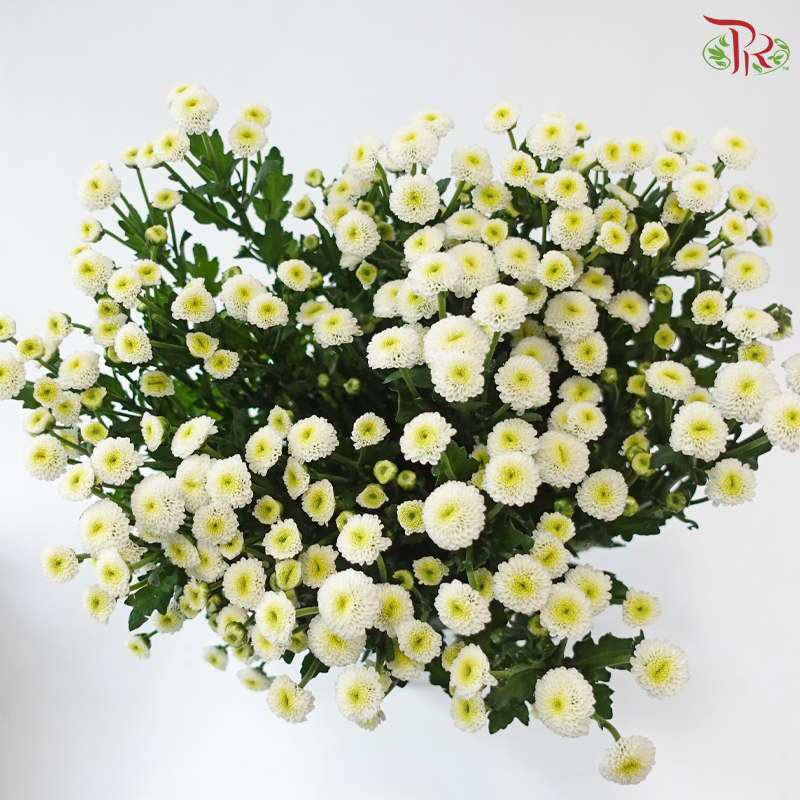 Calimero Mini Chrysanthemum - White (Per Bunch)