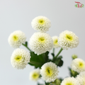 Calimero Mini Chrysanthemum - White (Per Bunch)
