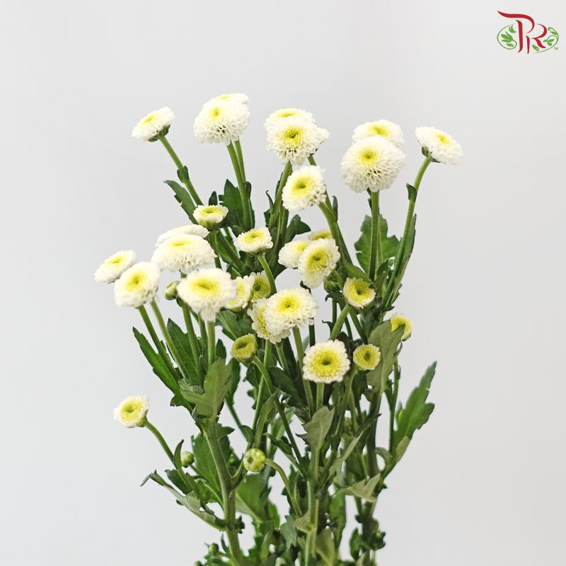 Calimero Mini Chrysanthemum - White (Per Bunch)