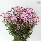 Calimero Mini Chrysanthemum - Pink (Per Bunch)