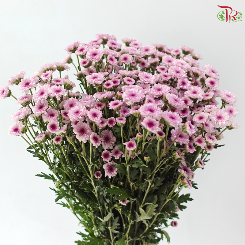 Calimero Mini Chrysanthemum - Pink (Per Bunch)