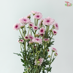 Calimero Mini Chrysanthemum - Pink (Per Bunch)