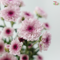 Calimero Mini Chrysanthemum - Pink (Per Bunch)
