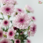 Calimero Mini Chrysanthemum - Pink (Per Bunch)