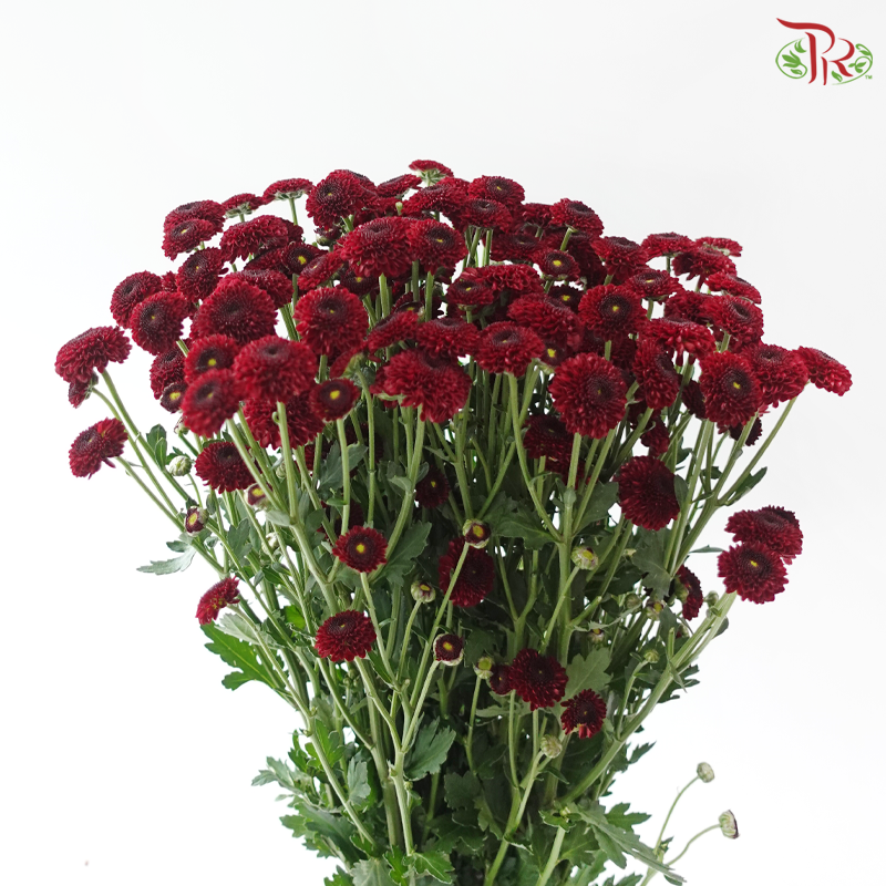 Calimero Mini Chrysanthemum - Dark Red (Per Bunch)