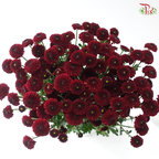 Calimero Mini Chrysanthemum - Dark Red (Per Bunch)