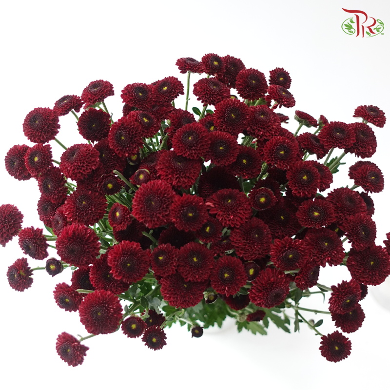 Calimero Mini Chrysanthemum - Dark Red (Per Bunch)