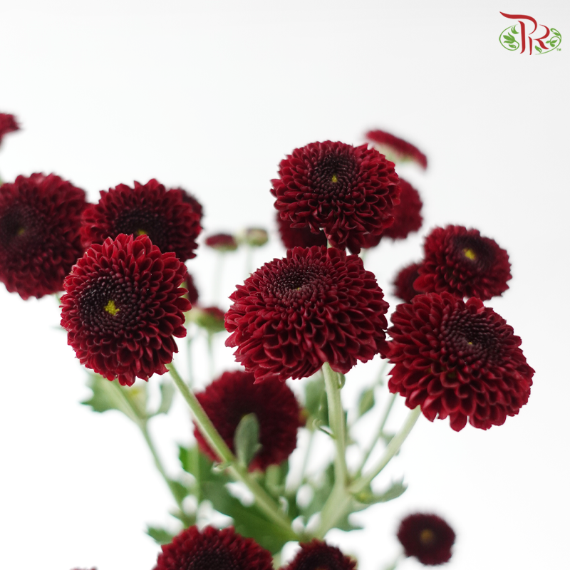 Calimero Mini Chrysanthemum - Dark Red (Per Bunch)