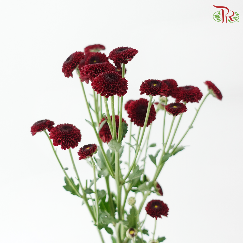 Calimero Mini Chrysanthemum - Dark Red (Per Bunch)