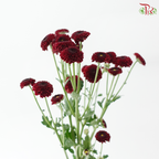 Calimero Mini Chrysanthemum - Dark Red (Per Bunch)