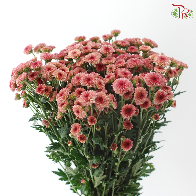 Calimero Mini Chrysanthemum - Salmon Pink (Per Bunch)