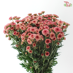 Calimero Mini Chrysanthemum - Salmon Pink (Per Bunch)