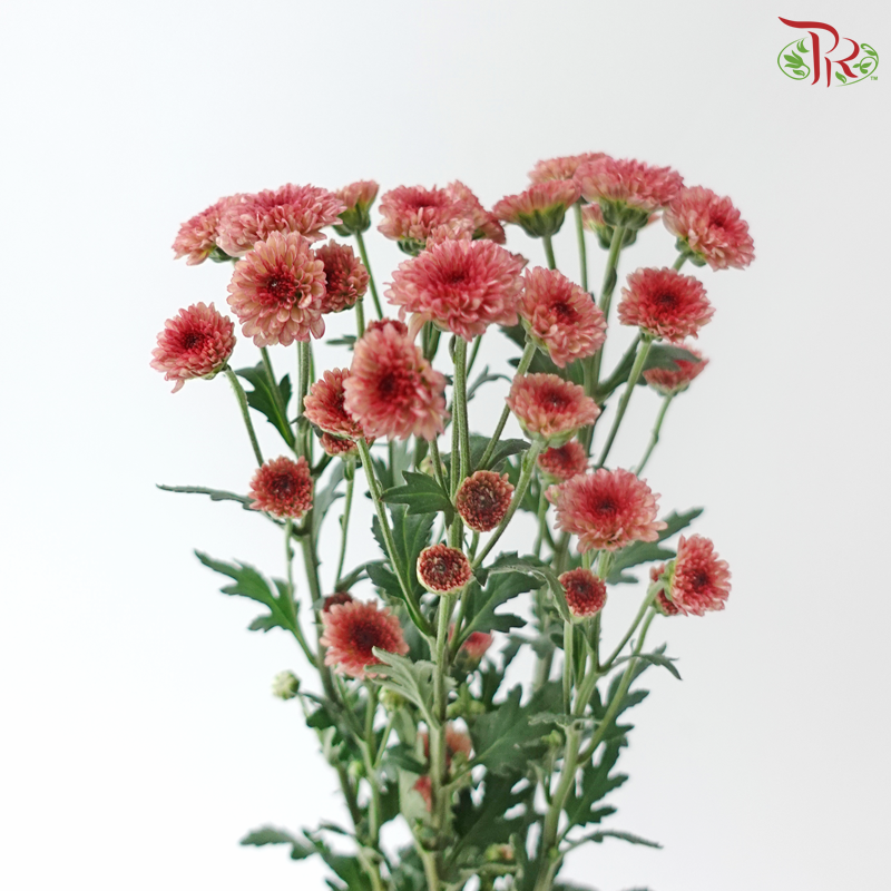 Calimero Mini Chrysanthemum - Salmon Pink (Per Bunch)