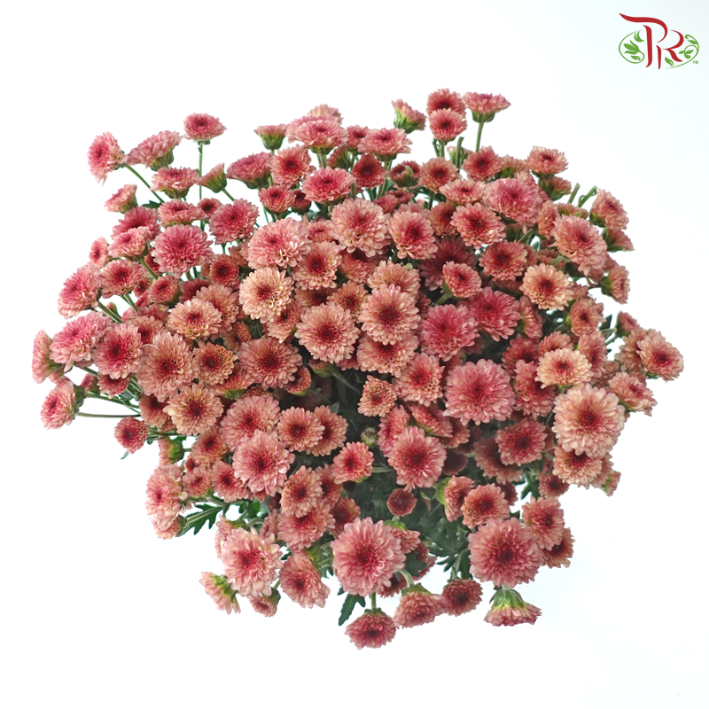 Calimero Mini Chrysanthemum - Salmon Pink (Per Bunch)