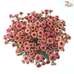 Calimero Mini Chrysanthemum - Salmon Pink (Per Bunch)