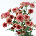 Calimero Mini Chrysanthemum - Salmon Pink (Per Bunch)