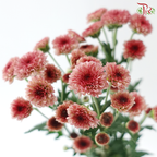 Calimero Mini Chrysanthemum - Salmon Pink (Per Bunch)