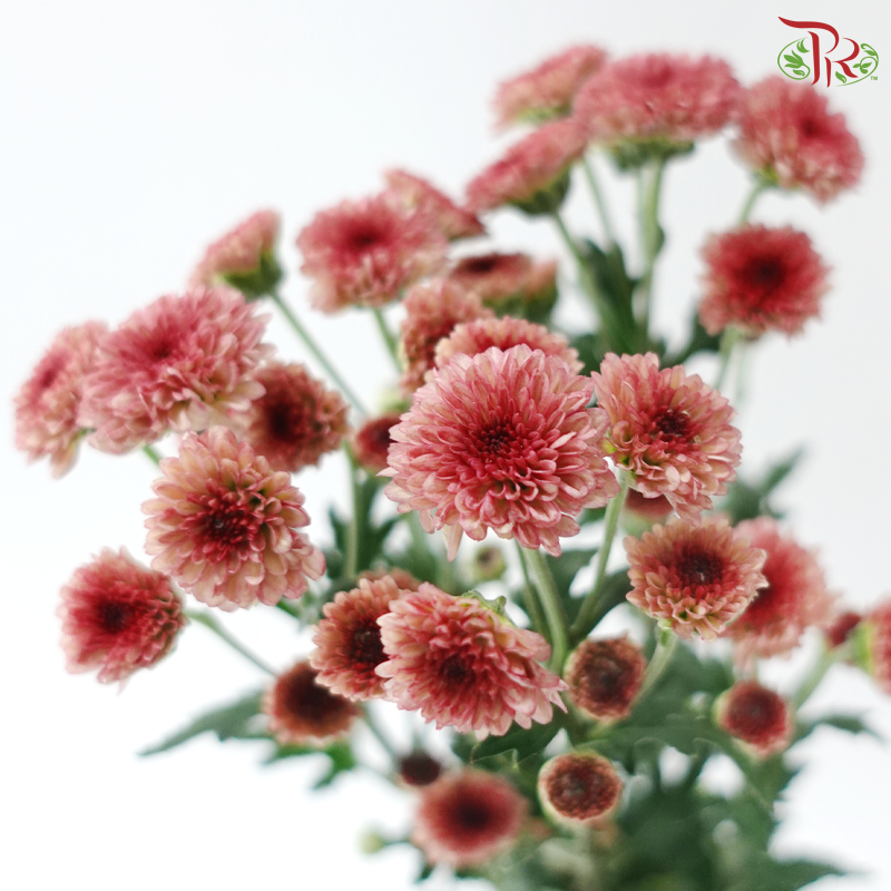 Calimero Mini Chrysanthemum - Salmon Pink (Per Bunch)