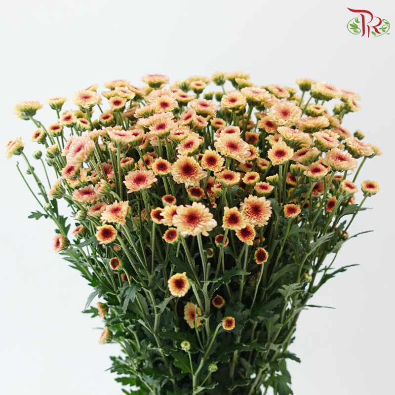 Calimero Mini Chrysanthemum - Salmon (Per Bunch)