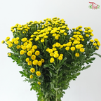 Calimero Mini Chrysanthemum - Yellow (Per Bunch)