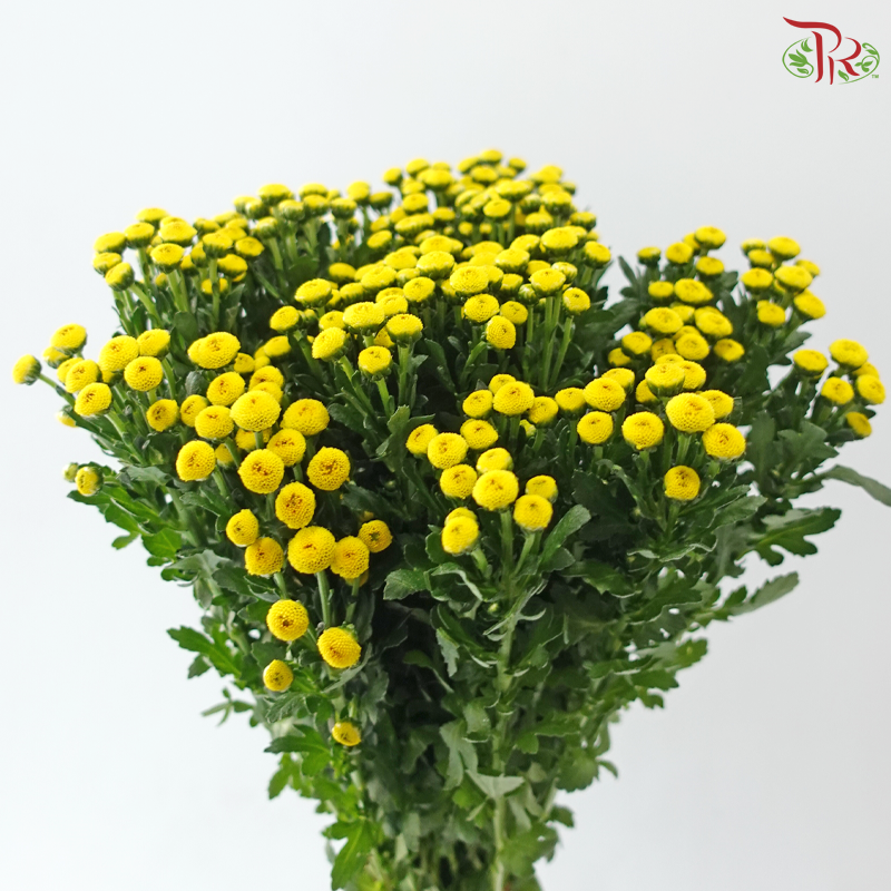Calimero Mini Chrysanthemum - Yellow (Per Bunch)