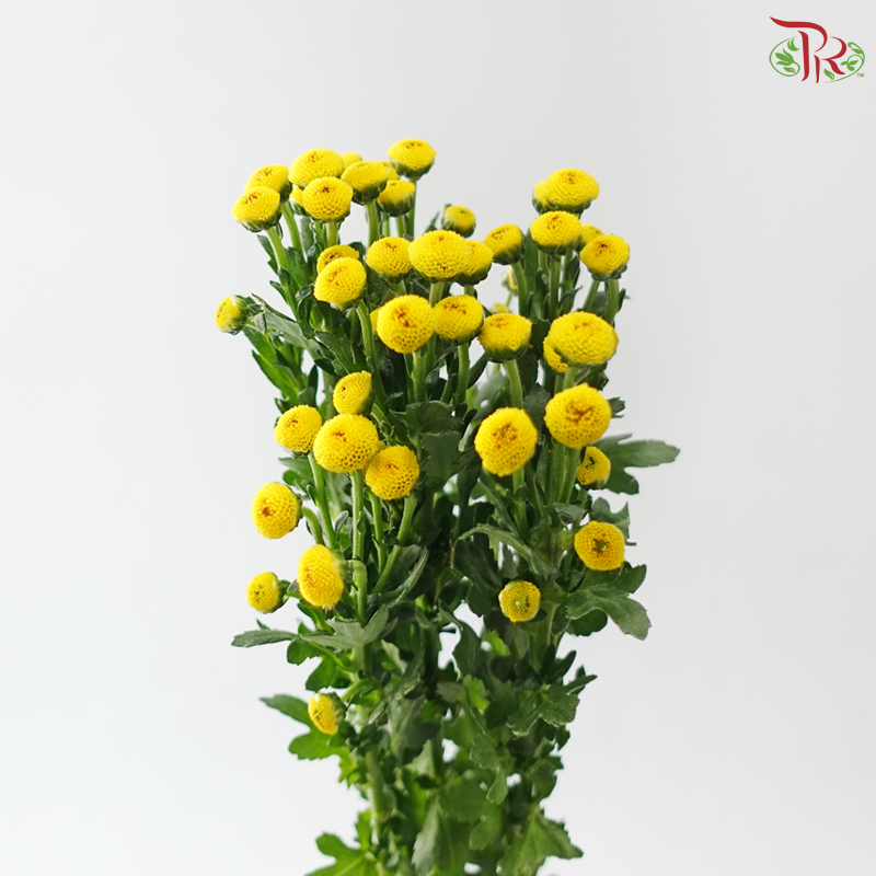 Calimero Mini Chrysanthemum - Yellow (Per Bunch)