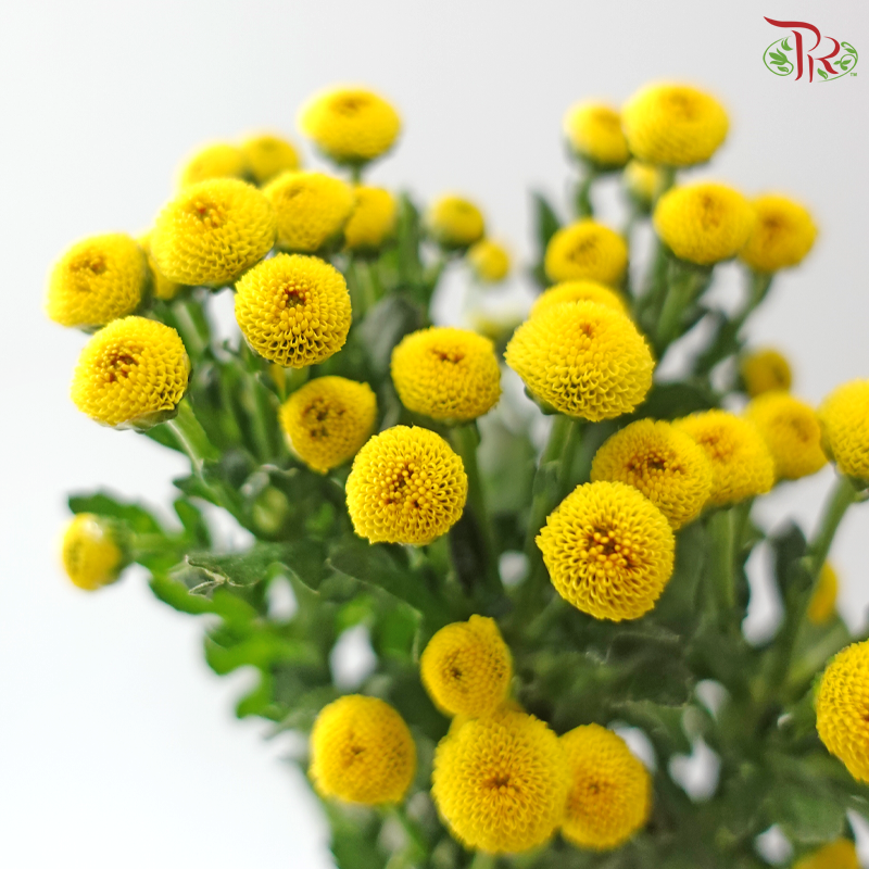 Calimero Mini Chrysanthemum - Yellow (Per Bunch)