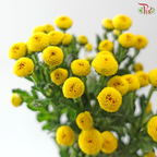 Calimero Mini Chrysanthemum - Yellow (Per Bunch)