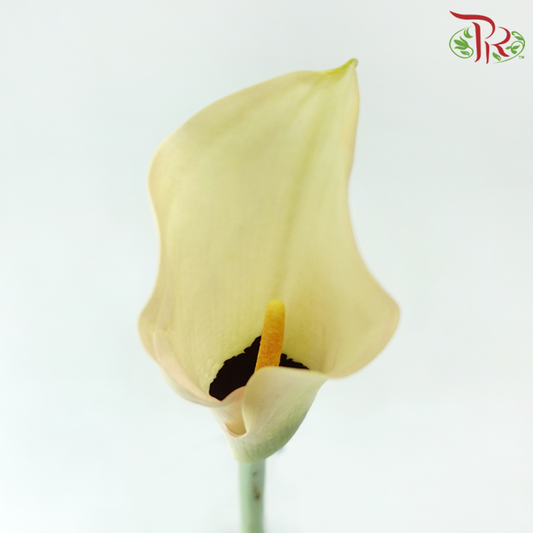 Calla Lily - Black Eye Lady (5 Stems)