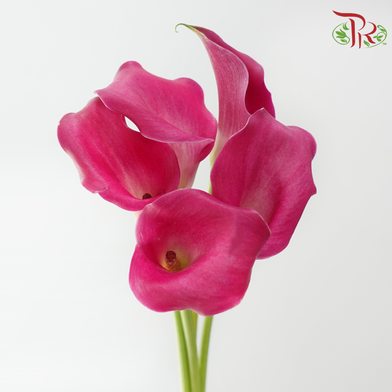 Calla Lily - Fandango (5 Stems)