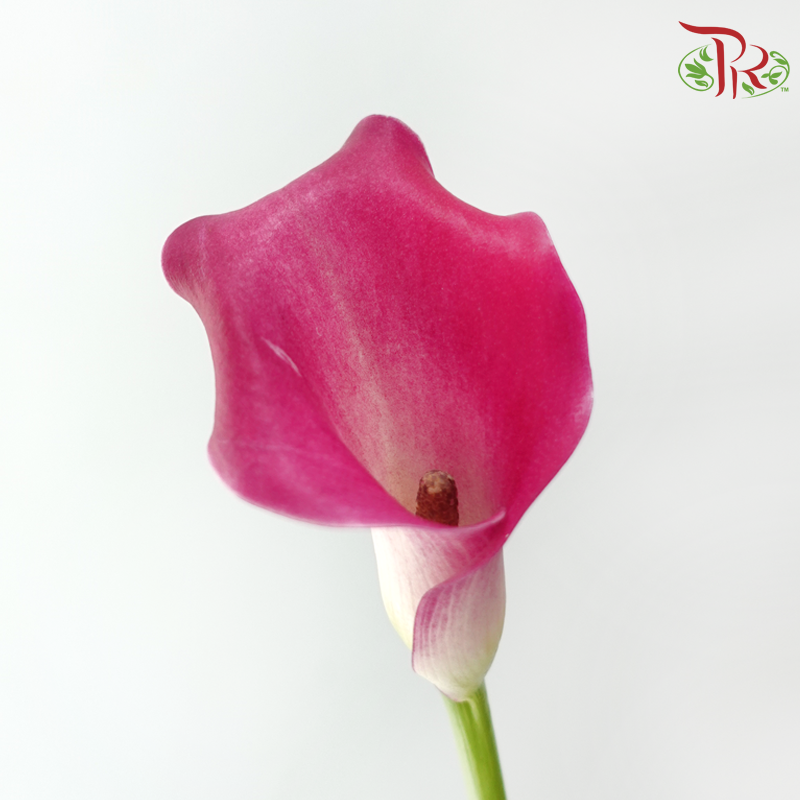 Calla Lily - Fandango (5 Stems)