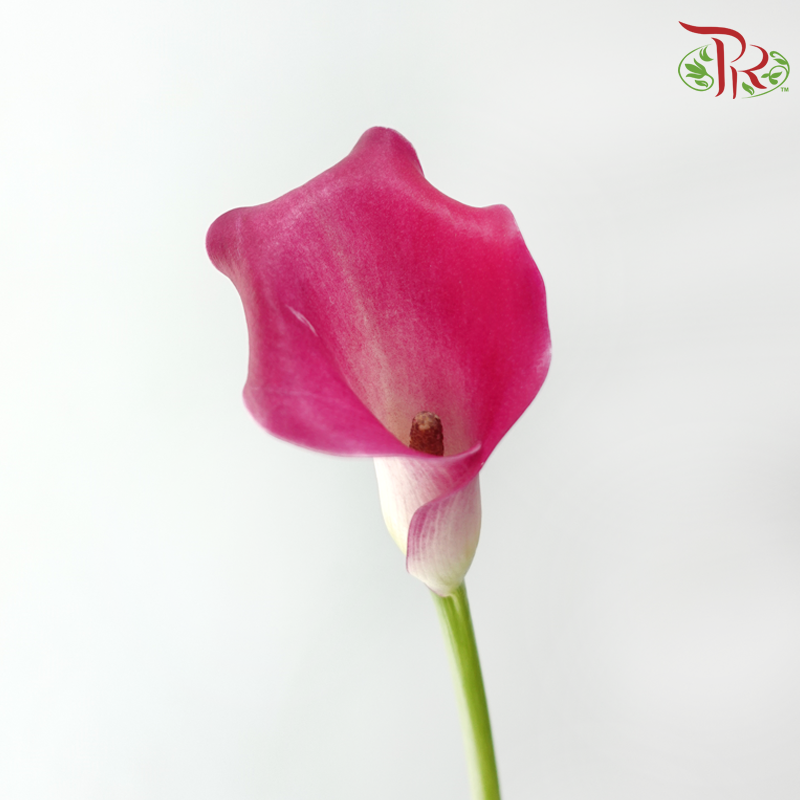 Calla Lily - Fandango (5 Stems)
