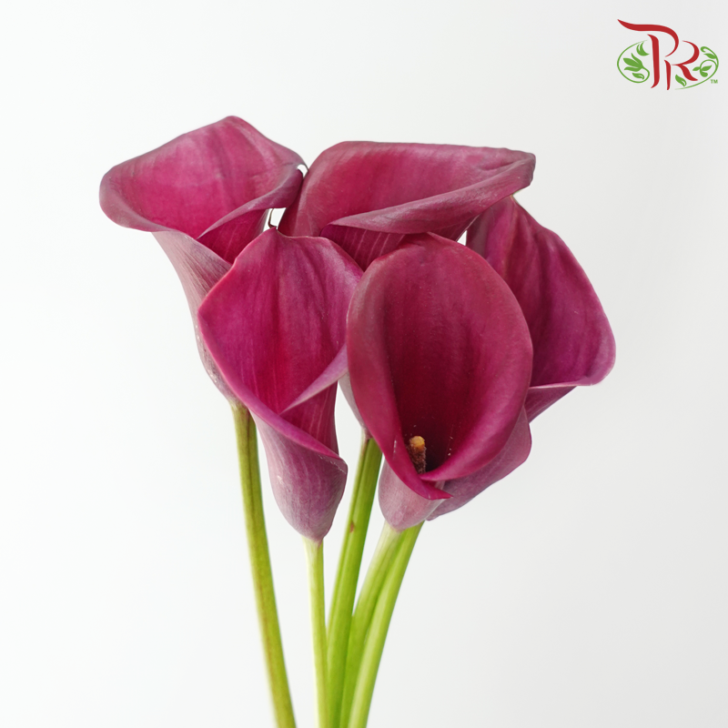 Calla Lily - Cardinal (5 Stems)